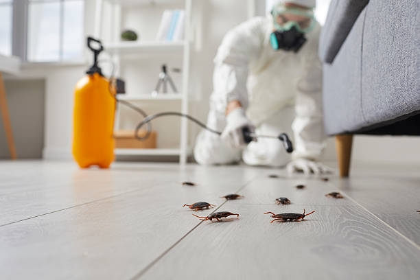 Commercial Kitchen Cockroach Control in West Miami